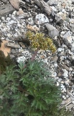 Tauschia parishii