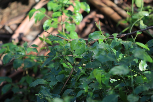Gynochthodes jasminoides, photograph 4