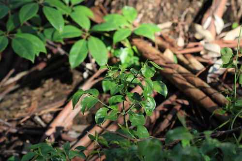 Gynochthodes jasminoides, photograph 5
