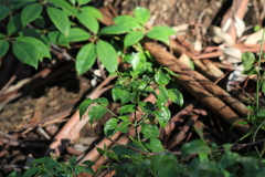 Gynochthodes jasminoides, photograph (c) Sofia Zvolanek, some rights reserved (CC BY)