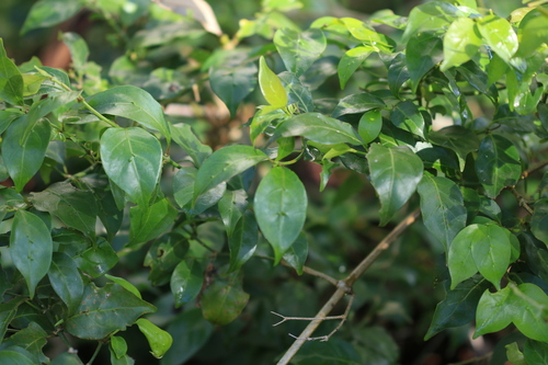 Gynochthodes jasminoides, photograph 6