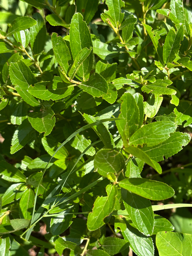 Ceanothus herbaceus, photograph 5