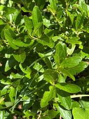 Ceanothus herbaceus, photograph author not stated, no rights reserved
