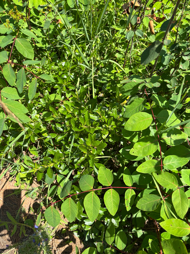 Ceanothus herbaceus, photograph 6