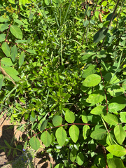 Ceanothus herbaceus, photograph author not stated, no rights reserved