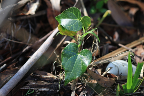 Sarcopetalum harveyanum, photograph 4