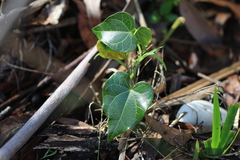 Sarcopetalum harveyanum, photograph (c) Sofia Zvolanek, some rights reserved (CC BY)