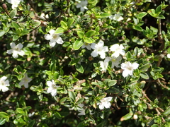 Angiospermae