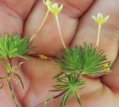 Leptosiphon parviflorus