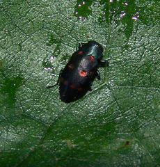 Chrysobothris chrysoela