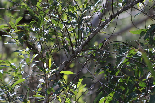 Elaeocarpus reticulatus, photograph 6