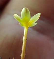 Leptosiphon parviflorus