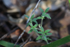 Pomax umbellata, photograph (c) Sofia Zvolanek, some rights reserved (CC BY)