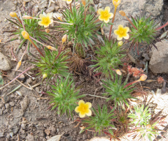 Leptosiphon parviflorus