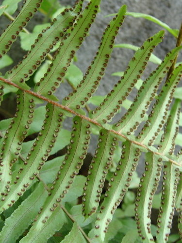 Nephrolepis hirsutula, photograph 3