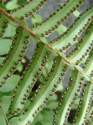 Nephrolepis hirsutula, photograph 4