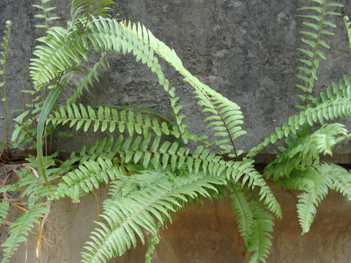 Nephrolepis hirsutula, photograph 2