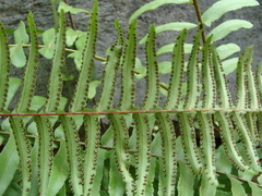 Nephrolepis hirsutula, photograph (c) Alexis López Hernández, some rights reserved (CC BY)