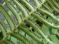 Nephrolepis hirsutula