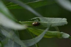 Chrysomela vigintipunctata