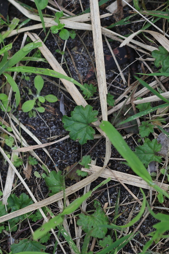 Veronica plebeia, photograph 5