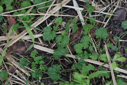 Veronica plebeia, photograph 6