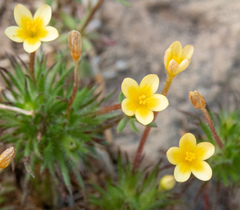 Leptosiphon parviflorus