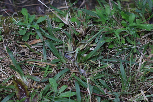 Axonopus fissifolius, photograph 3