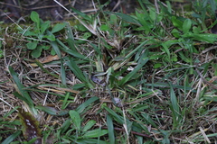 Axonopus fissifolius, photograph (c) Sofia Zvolanek, some rights reserved (CC BY)