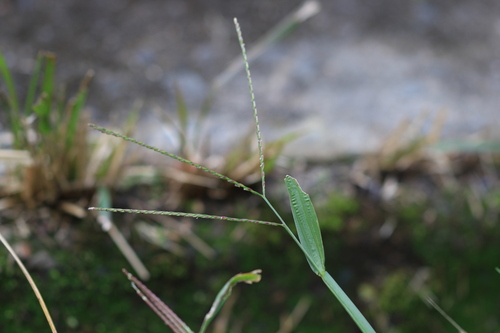 Axonopus fissifolius, photograph 4