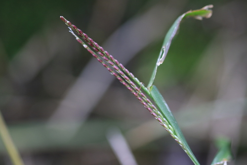 Axonopus fissifolius, photograph 5