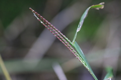 Axonopus fissifolius, photograph (c) Sofia Zvolanek, some rights reserved (CC BY)