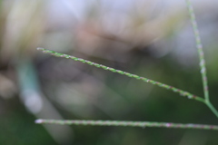 Axonopus fissifolius, photograph (c) Sofia Zvolanek, some rights reserved (CC BY)