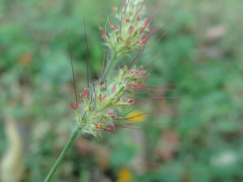 Oplismenus burmanni, photograph 4