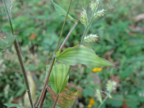 Oplismenus burmanni, photograph 2
