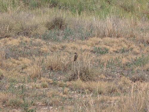 Sage Thrasher