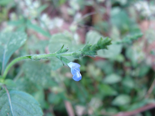 Salvia misella, photograph 6