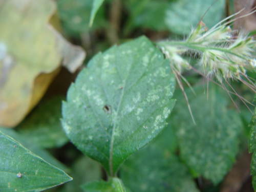 Salvia misella, photograph 3