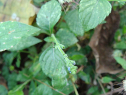 Salvia misella, photograph 4