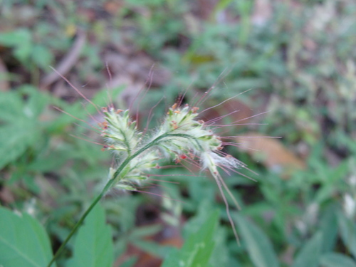 Oplismenus burmanni, photograph 1