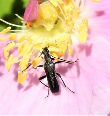 Grammoptera