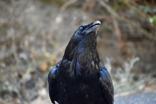 iNaturalist observation photo of Common Raven
