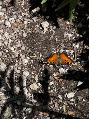 iNaturalist observation photo of California Tortoiseshell