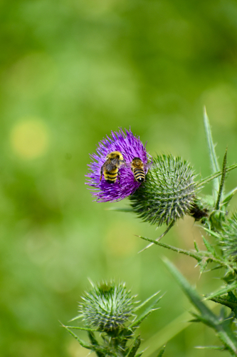 iNaturalist observation photo of Bumble Bees