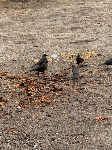 iNaturalist observation photo of Brewer's Blackbird