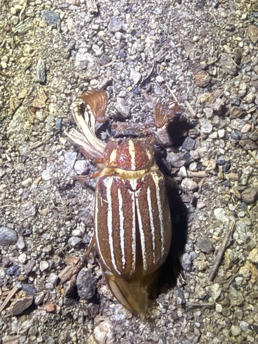 iNaturalist observation photo of Polyphylla sobrina