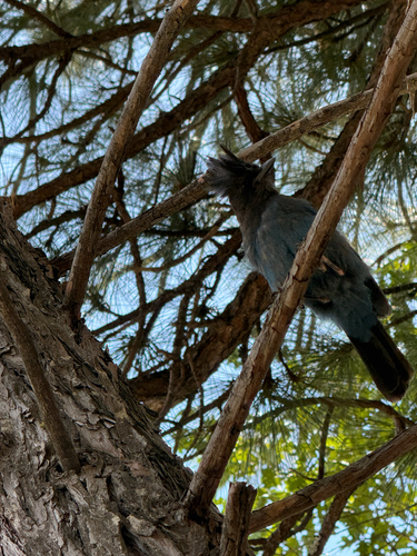 iNaturalist observation photo of Steller's Jay