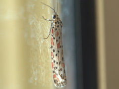 Utetheisa lotrix