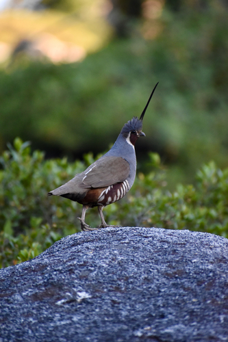 iNaturalist observation photo of Mountain Quail