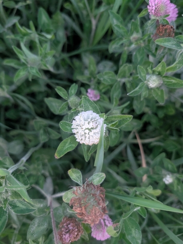 Red Clover
